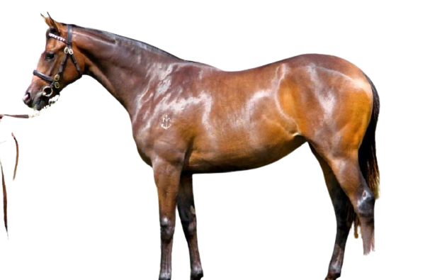 Makybe Diva horse