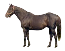 Seattle Slew horse